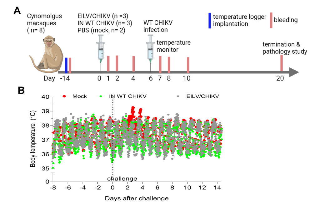 The temperature variations during the second study challenge period are shown in fig. 4 第二個研究挑戰期的溫度變化見圖4